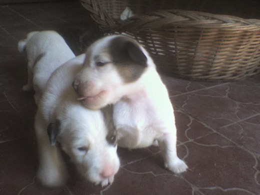 son super juguetones